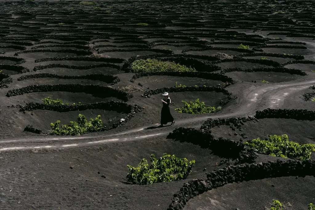 Viñedos en La Geria, Lanzarote